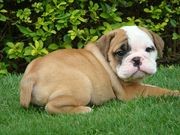 Beautiful English Bulldog puppies For Caring Homes